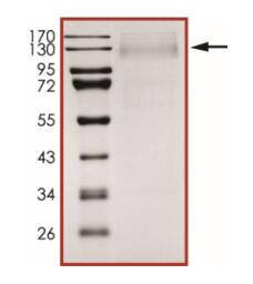 The purity of nCoV-S1 (Δ69-70, N439K, D614G) was determined to be >90% by densitometry.